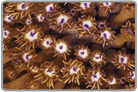 Flower Pot Coral